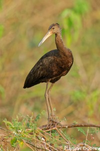 Limpkin