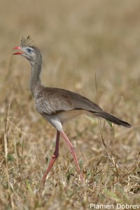 Red-legged Seriema