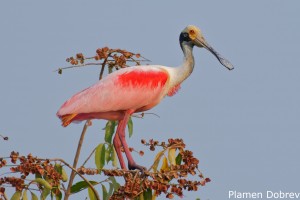Roseate Spoonbill