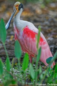 Roseate Spoonbill