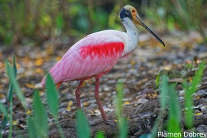 Roseate Spoonbill