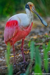 Roseate Spoonbill