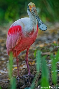 Roseate Spoonbill