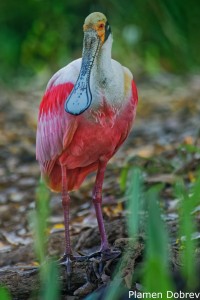 Roseate Spoonbill