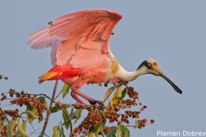 Roseate Spoonbill