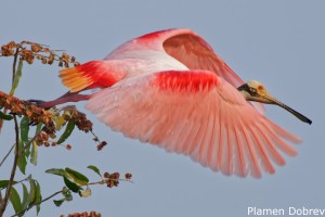Roseate Spoonbill