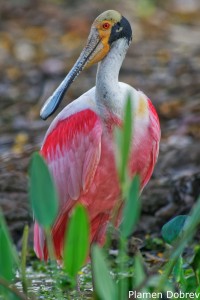Roseate Spoonbill