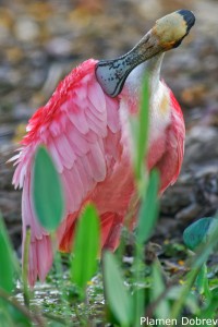 Roseate Spoonbill