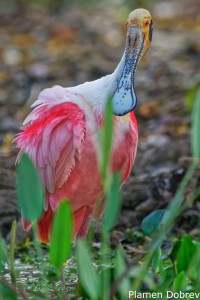 Roseate Spoonbill