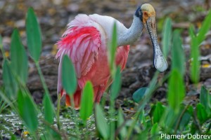 Roseate Spoonbill