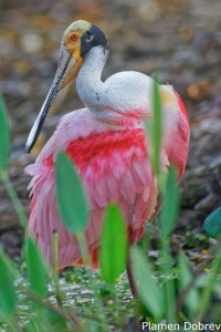 Roseate Spoonbill