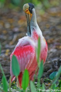 Roseate Spoonbill