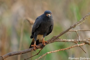 Snail Kite