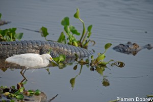 Snowy Egret