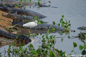 Snowy Egret