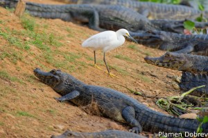 Snowy Egret