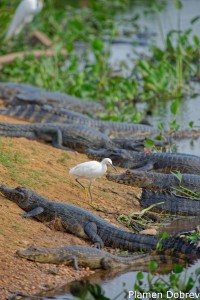 Snowy Egret