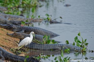 Snowy Egret