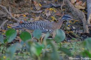 Sunbittern