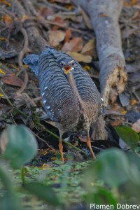 Sunbittern