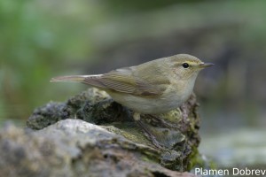 DSC7151_DxO