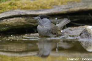 Eurasian_blackcap