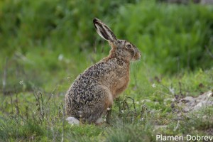 Hare