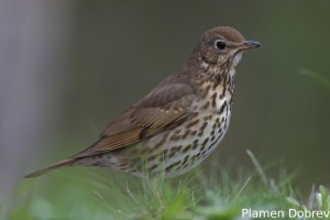 Song  thrush