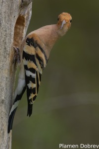 Hoopoe