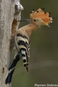 Hoopoe