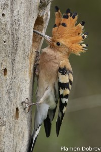 Hoopoe
