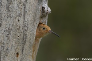 Hoopoe