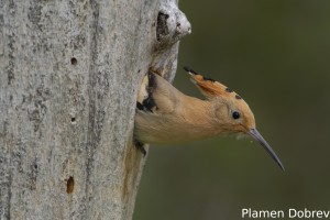 Hoopoe