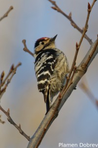 Lesser Spotted Woodpecker