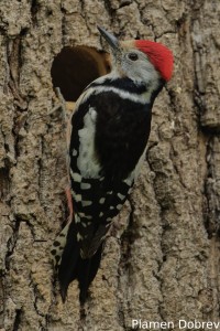Middle Spotted Woodpecker