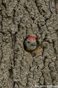 Middle Spotted Woodpecker