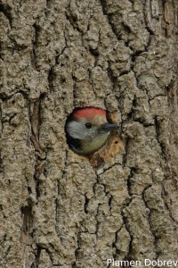 Middle Spotted Woodpecker