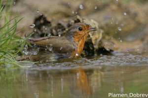 Robin