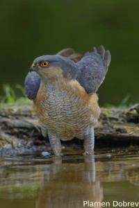 Sparrowhawk