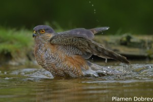 Sparrowhawk