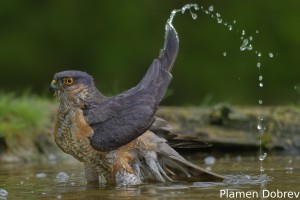 Sparrowhawk