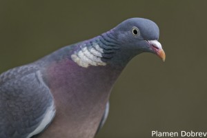 Wood Pigeon