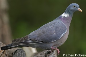 Wood Pigeon