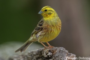 Yellowhammer