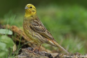 yellowhammer_2