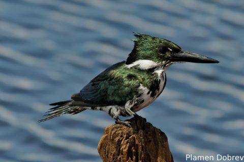 Amazon kingfisher