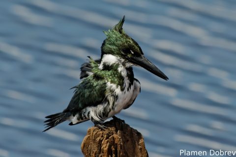 Amazon kingfisher