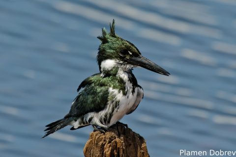Amazon kingfisher