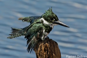 Amazon kingfisher