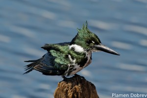 Amazon kingfisher